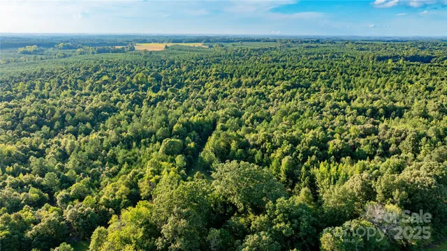a view of a bunch of trees and bushes