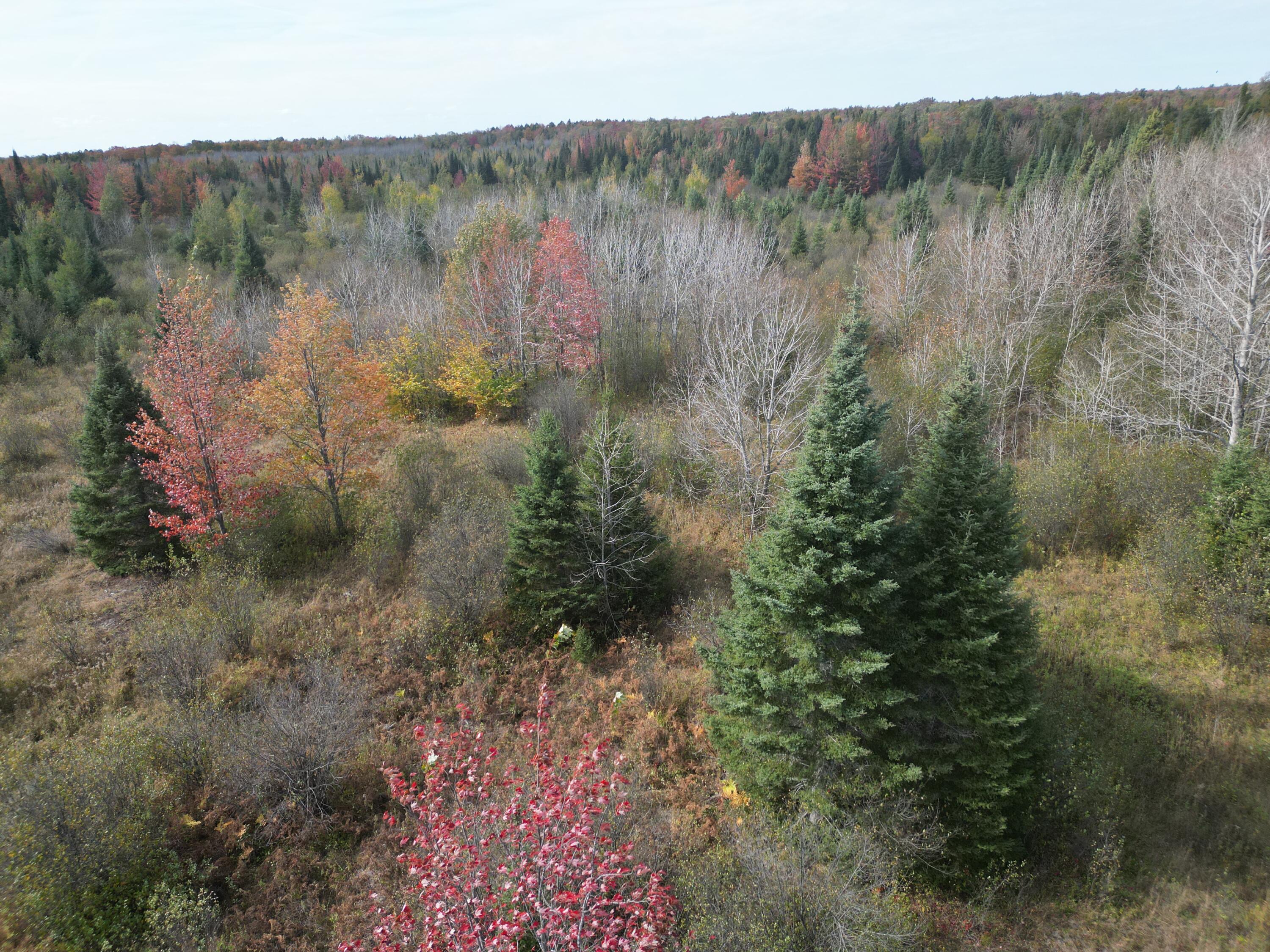 11253 Clinton Creek Road Presque Isle, MI 49777 - Photo 13 of 14 DJI_0021