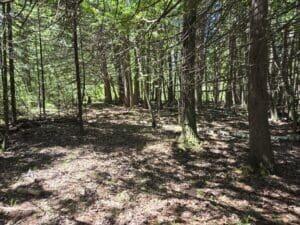11253 Clinton Creek Road Presque Isle, MI 49777 - Photo 4 of 14 CC 2