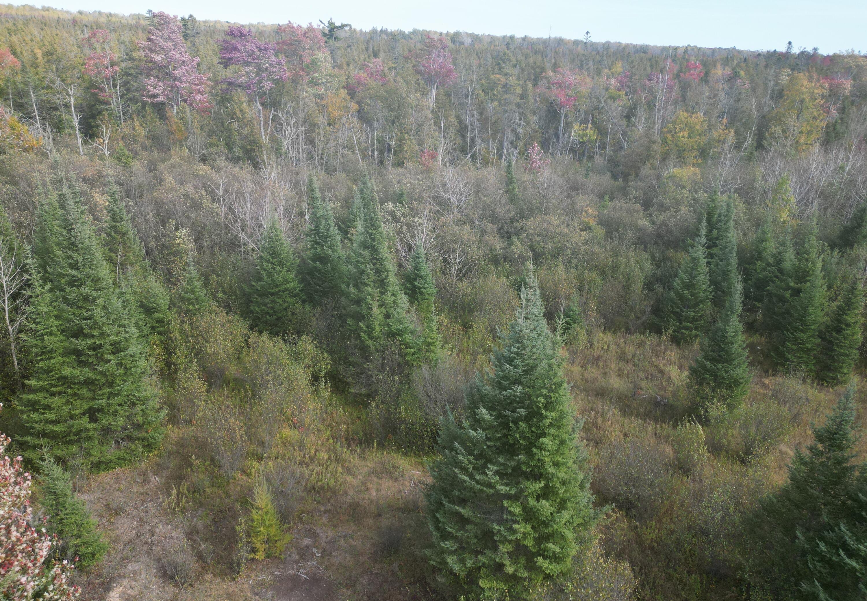 11253 Clinton Creek Road Presque Isle, MI 49777 - Photo 6 of 14 DJI_0023 (edited)
