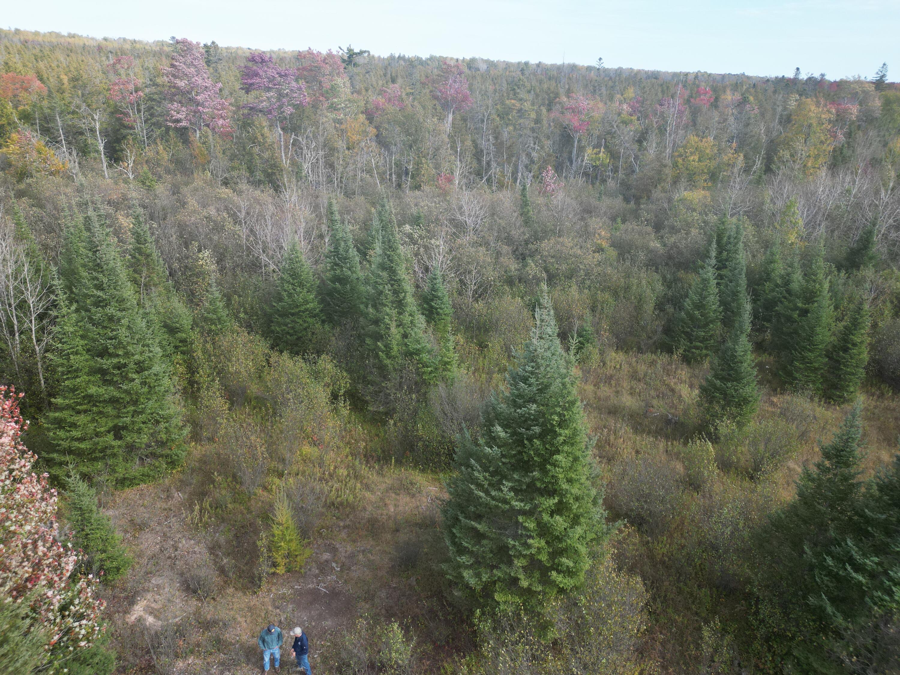 11253 Clinton Creek Road Presque Isle, MI 49777 - Photo 10 of 14 DJI_0023