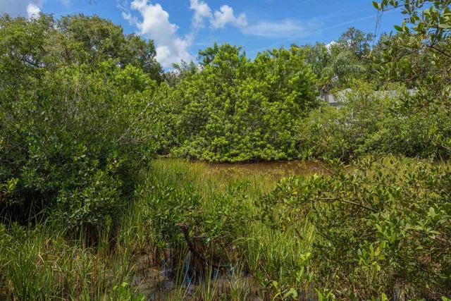 a view of a lush green forest