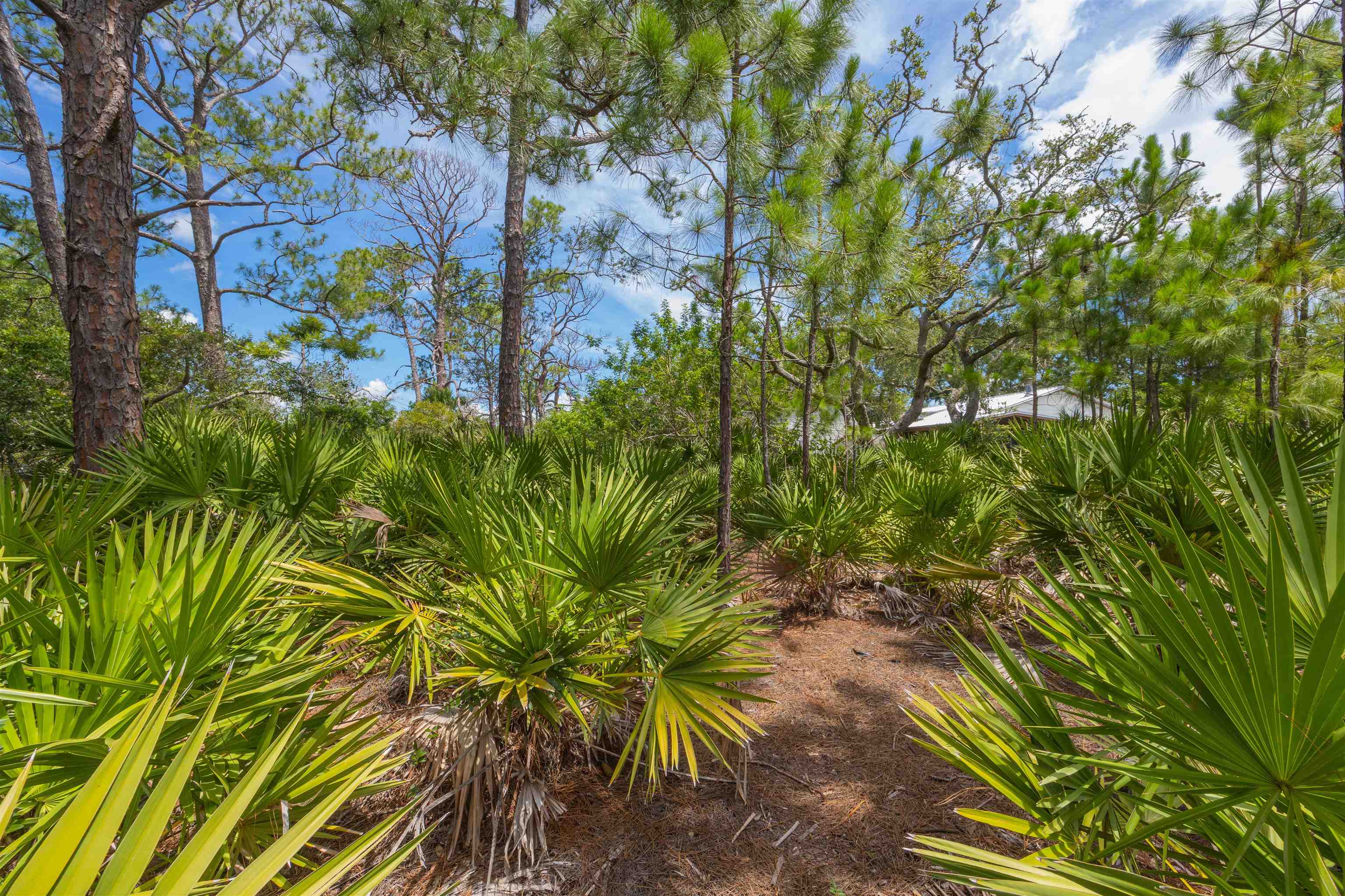 Micklers Rd Street St. Augustine, FL 32080 - Photo 21 of 62 a view of a plant in a garden