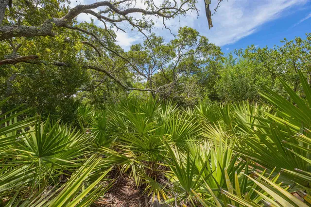 a view of a yard with an trees