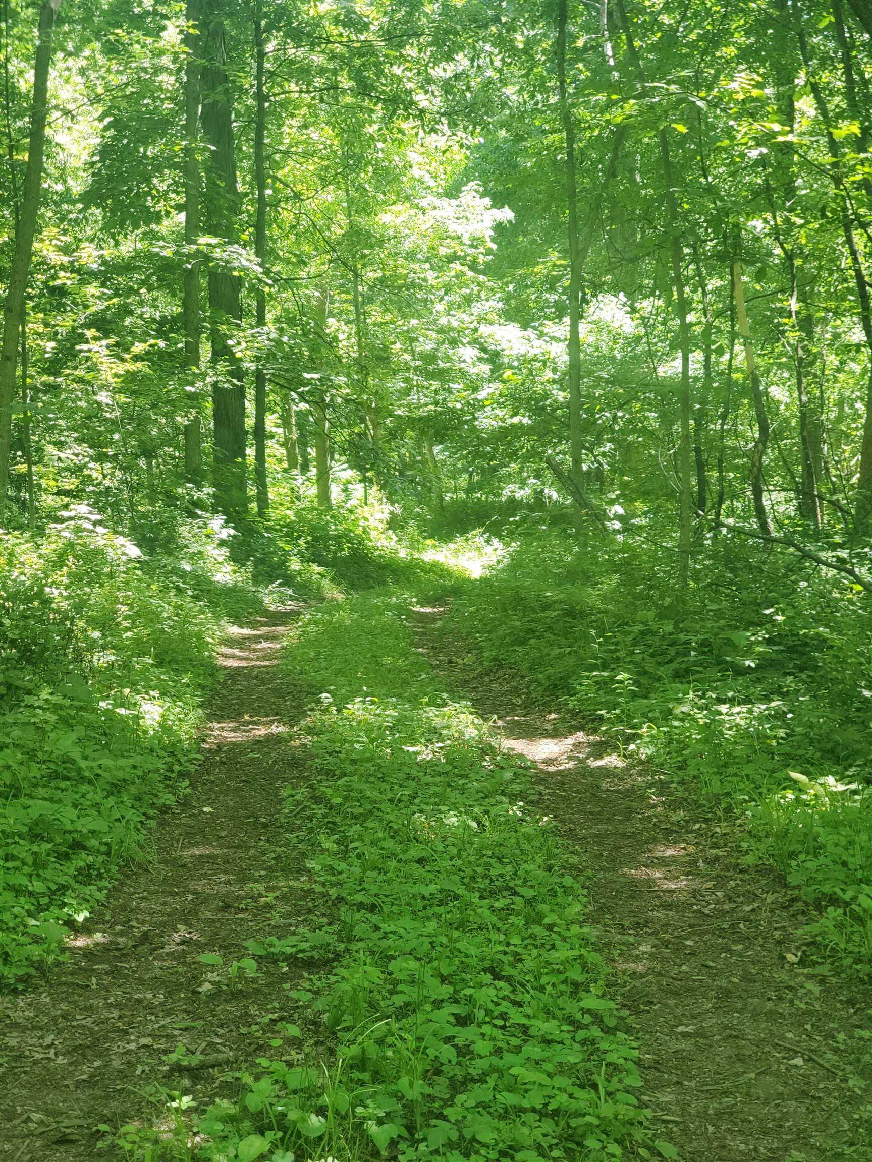 6500 West Kermit Road Freeport, IL 61032 - Photo 2 of 9 a view of yard with lush green forest