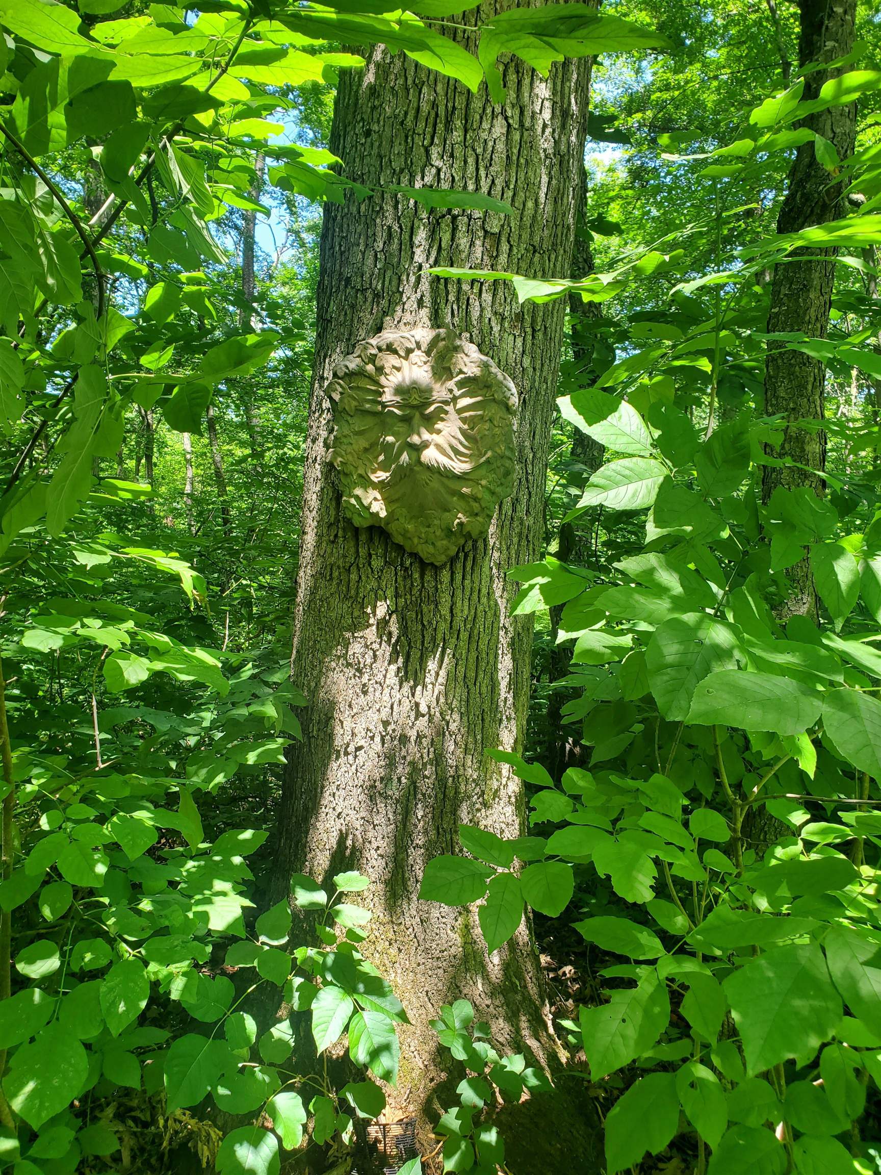 6500 West Kermit Road Freeport, IL 61032 - Photo 4 of 9 a backyard of a plant