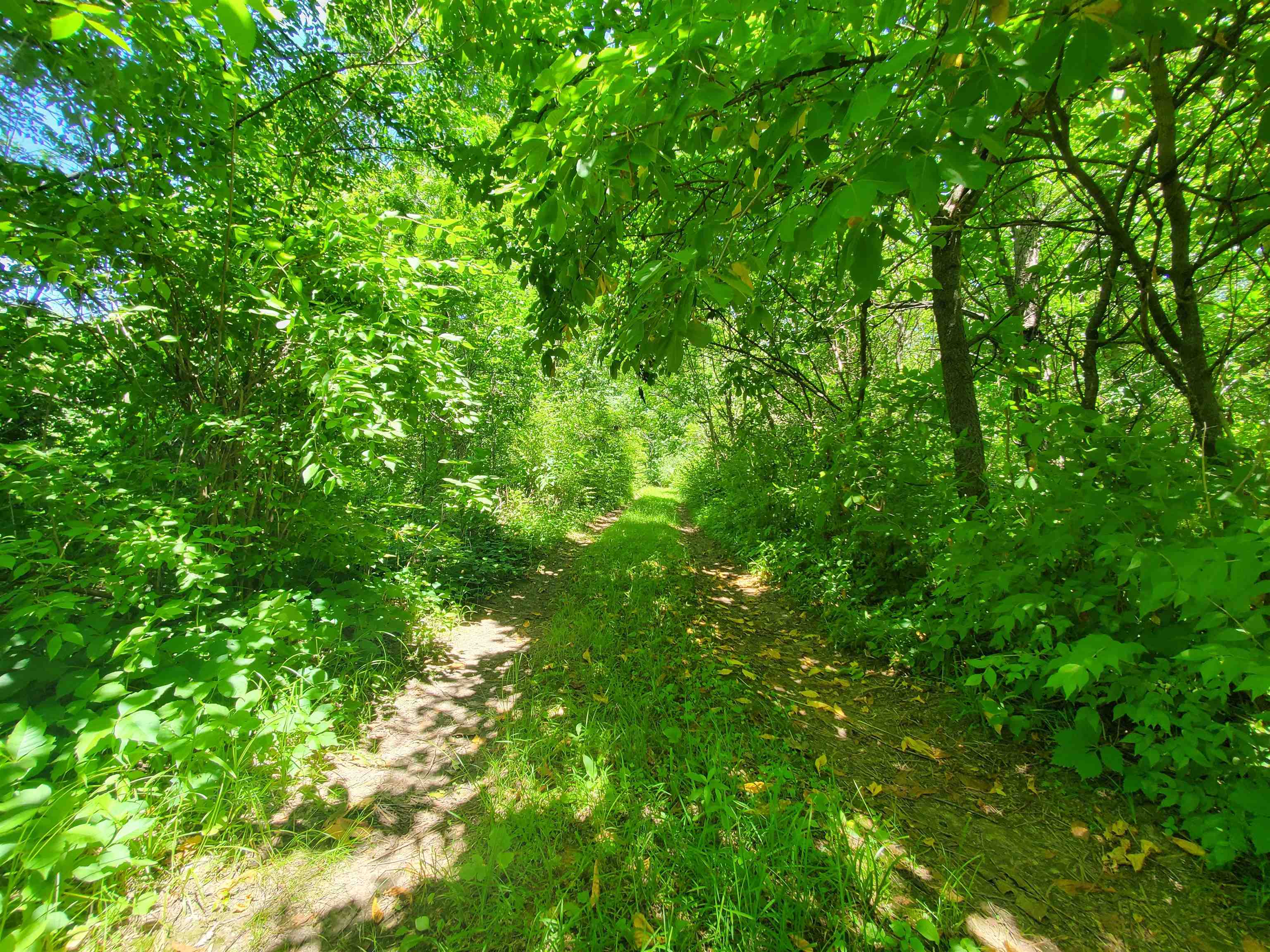 6500 West Kermit Road Freeport, IL 61032 - Photo 8 of 9 a view of a lush green forest