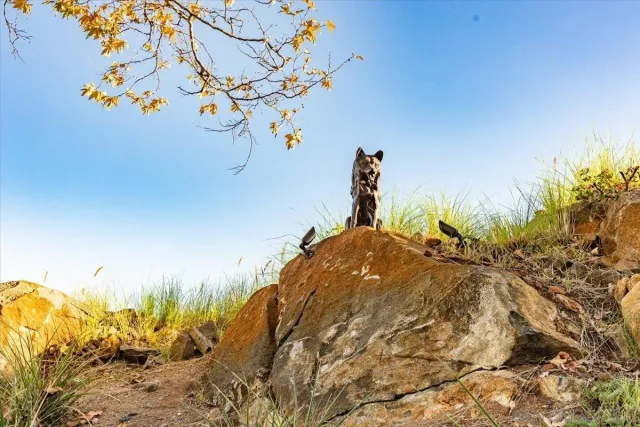 $1,175,000 | 2451 Country View Glen, Escondido, CA 92026