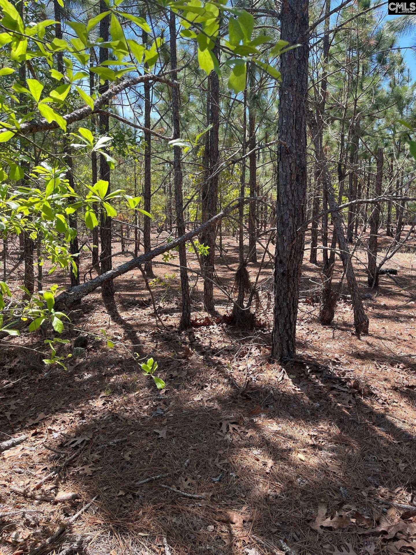1 Beaver Dam Road Cassatt, SC 29032 - Photo 4 of 7