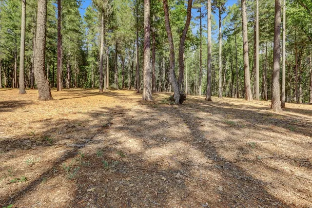 a view of dirt yard with a large trees