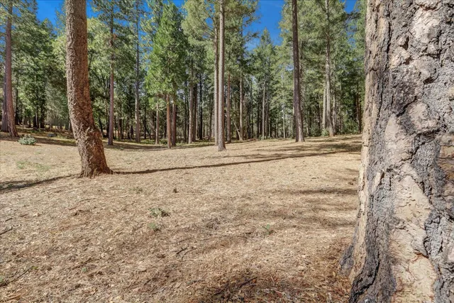 a view of outdoor space with trees