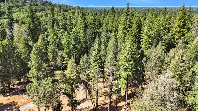 a view of a lush green forest with a tree