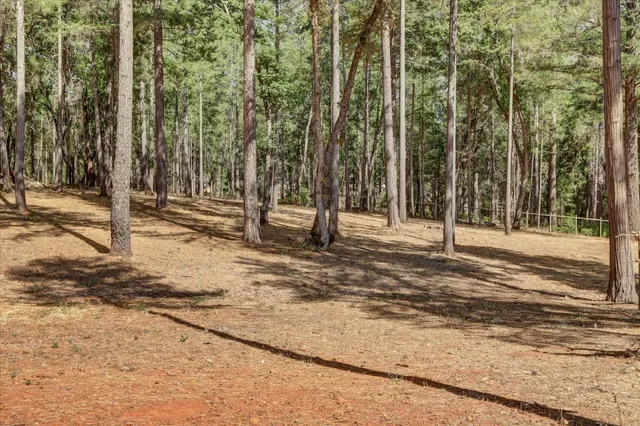 a view of a park with large trees