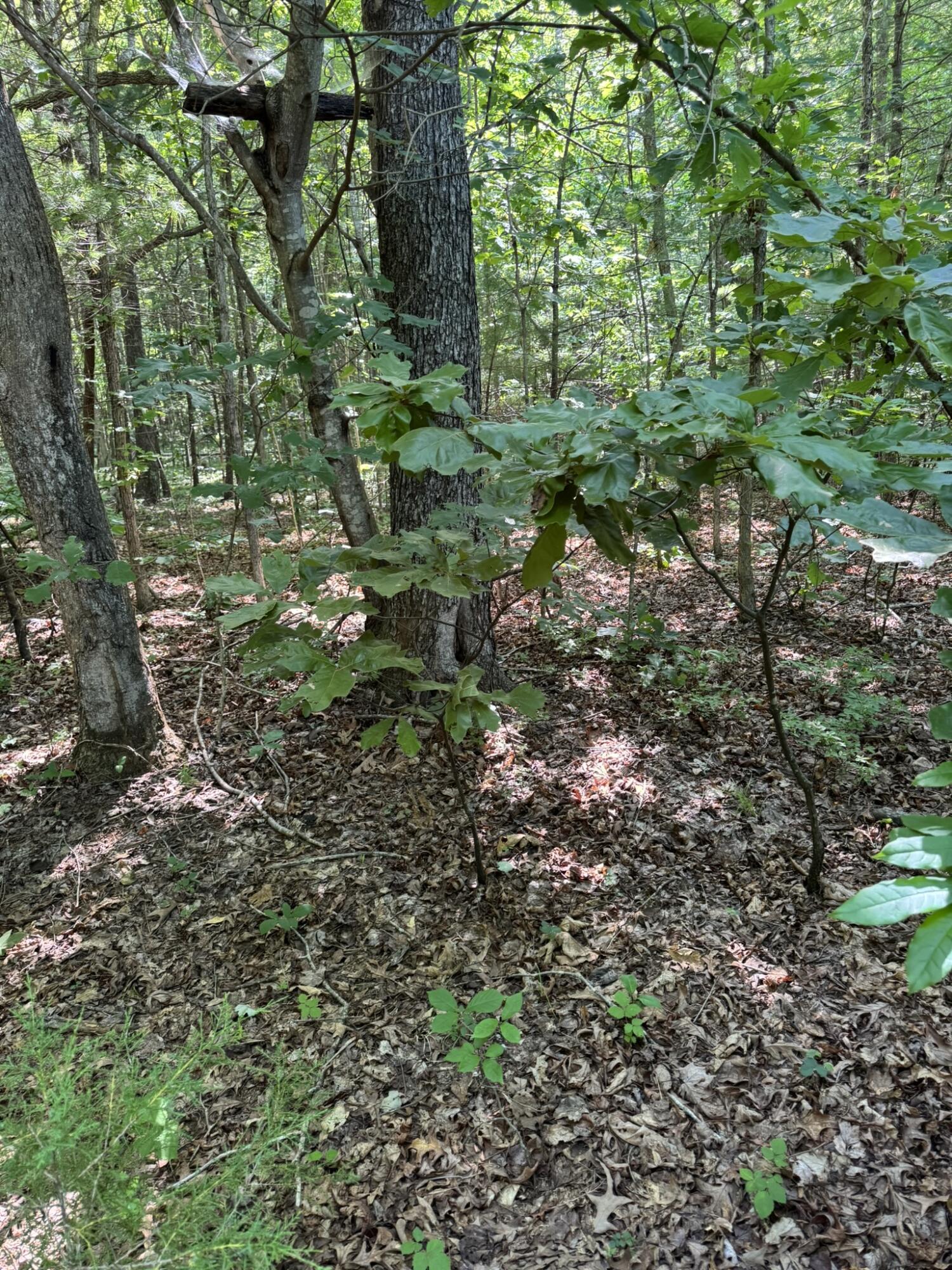 11 Mint Lane Callaway, VA 24067 - Photo 6 of 9 a plant view in yard