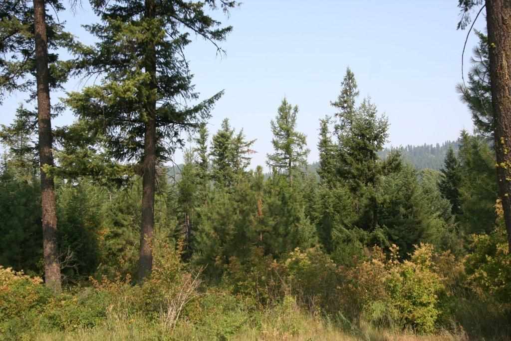 17312 East Scribner Road Spokane, WA 99217 - Photo 18 of 20