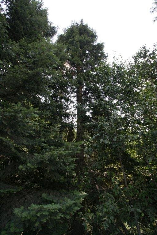 17312 East Scribner Road Spokane, WA 99217 - Photo 20 of 20