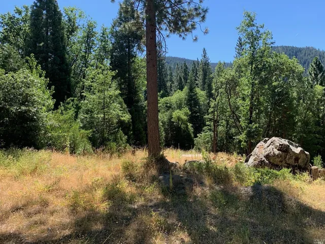 a view of a yard with a tree