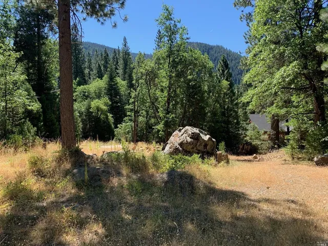 a view of a yard with a tree