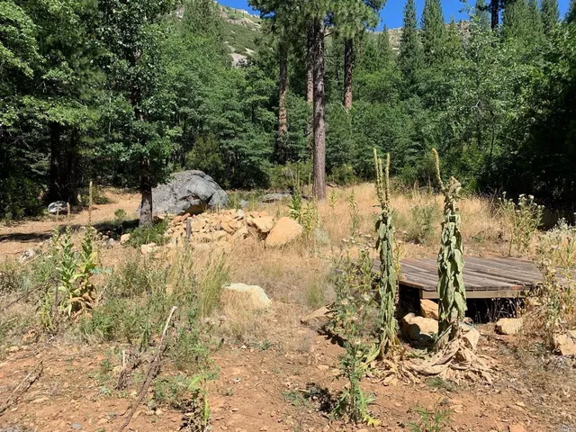 a view of backyard with green space