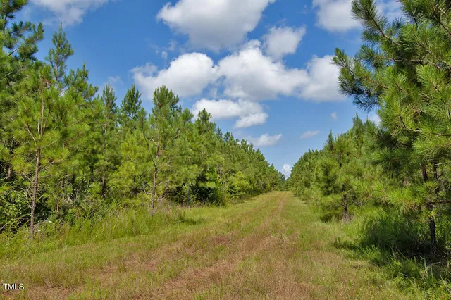 a view of a lush green forest