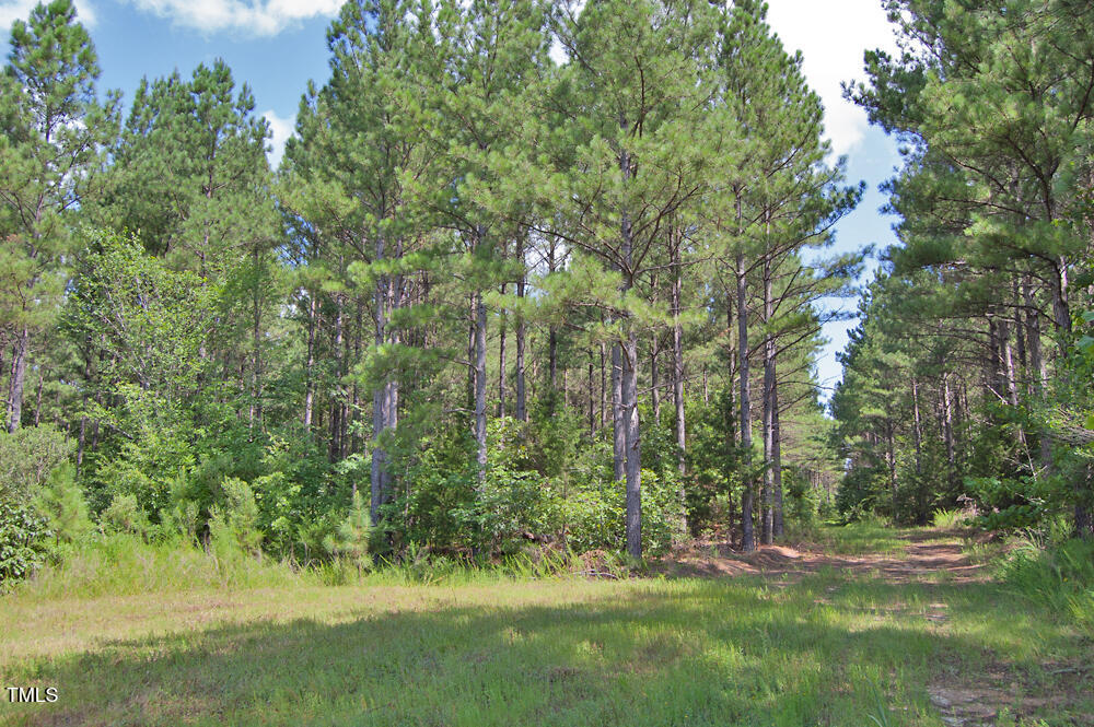 0 Buckhorn Road Bullock, NC 27507 - Photo 12 of 61 a view of outdoor space and yard