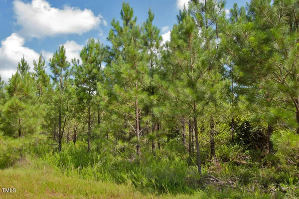 a view of a forest that has large trees