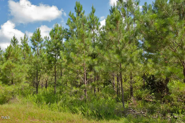 a view of a forest that has large trees
