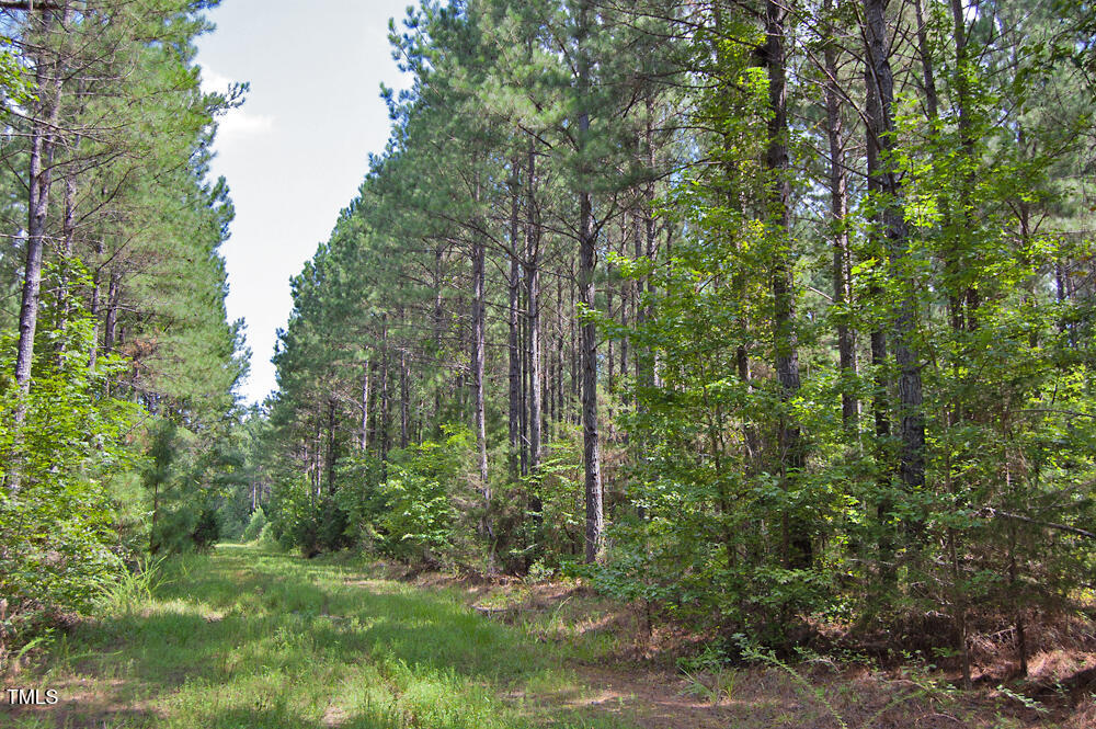 0 Buckhorn Road Bullock, NC 27507 - Photo 17 of 61 a view of a forest that has large trees