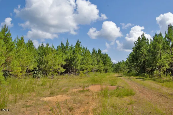 a view of a forest with a tree