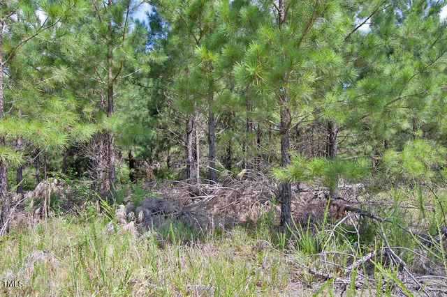 a view of a forest with trees