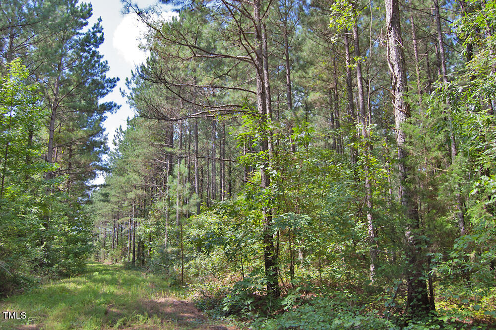 0 Buckhorn Road Bullock, NC 27507 - Photo 20 of 61 a view of a yard with a tree