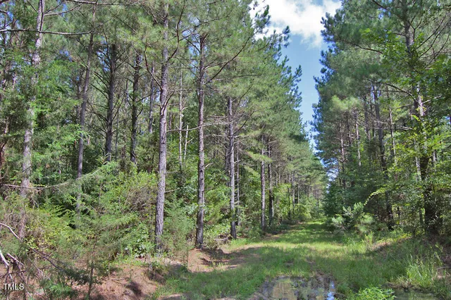 a view of a forest with trees