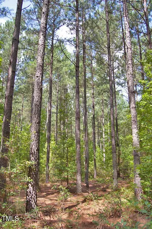 a view of forest