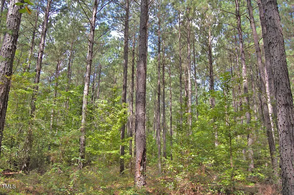 a view of a forest that has large trees
