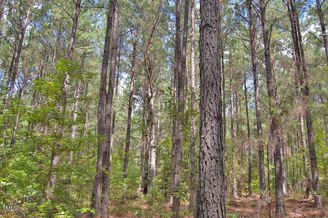 a view of a tree in a yard