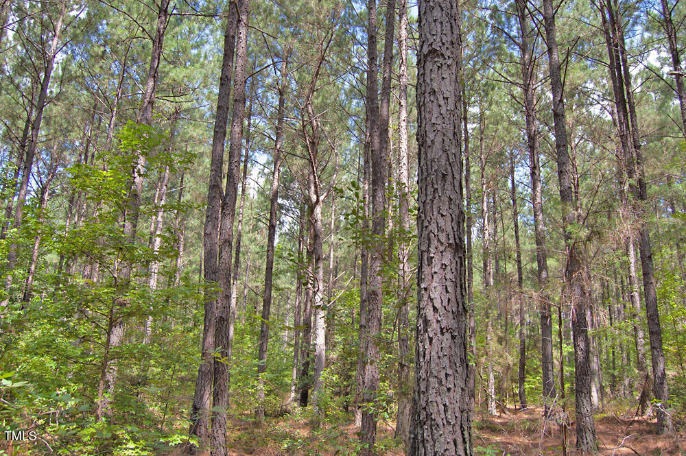 0 Buckhorn Road Bullock, NC 27507 - Photo 26 of 61 a view of forest