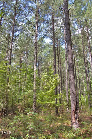 a view of a bunch of trees in a yard