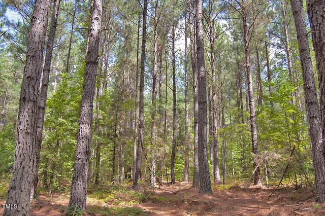 a view of a yard with large trees