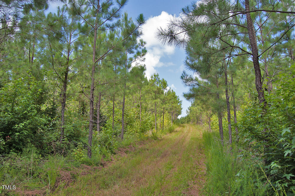 0 Buckhorn Road Bullock, NC 27507 - Photo 31 of 61 a view of a tree in a yard