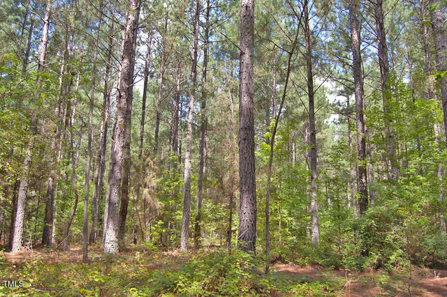a view of a yard with plants and trees