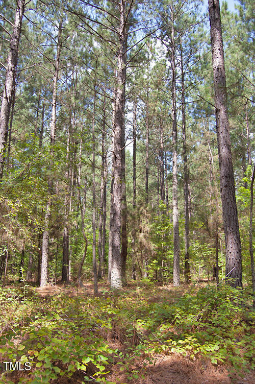 0 Buckhorn Road Bullock, NC 27507 - Photo 38 of 61 a view of a yard with plants and trees