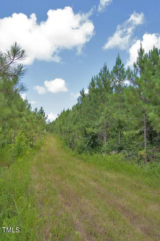 a view of a lush green forest