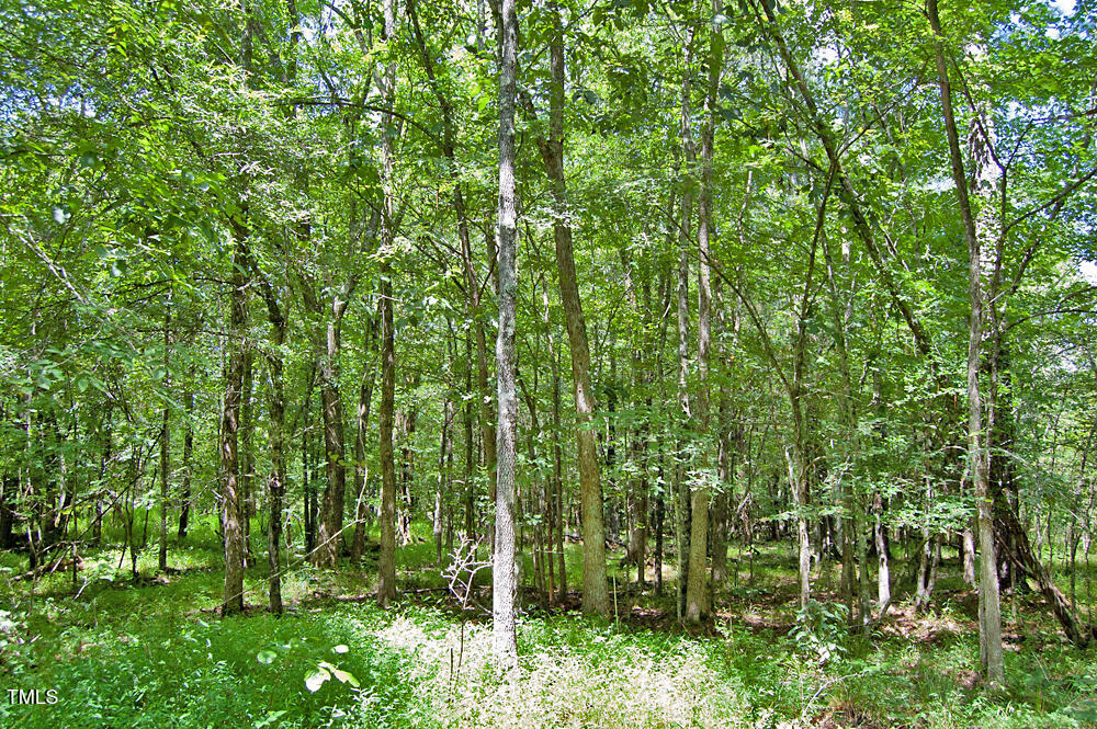 0 Buckhorn Road Bullock, NC 27507 - Photo 46 of 61 a view of a lush green forest