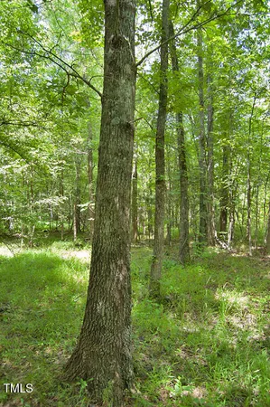 a view of forest