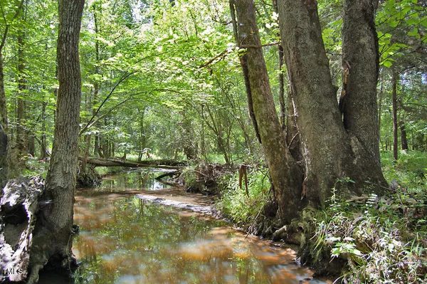 a view of a forest with trees and bushes