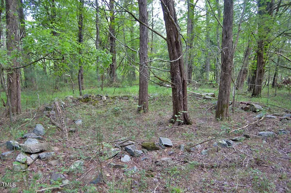 a view of a forest that has large trees
