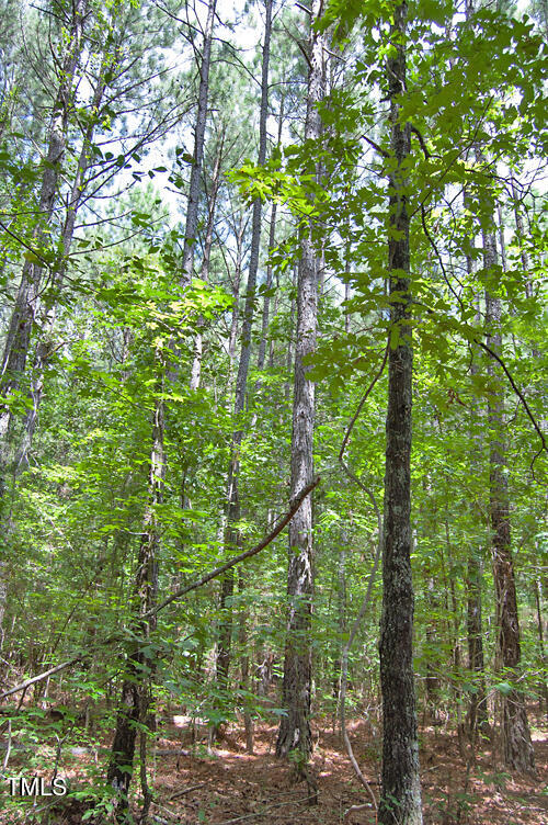 0 Buckhorn Road Bullock, NC 27507 - Photo 57 of 61 a view of forest