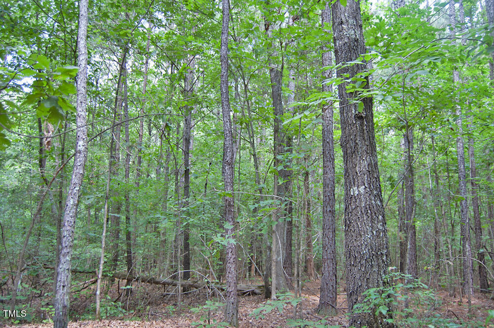 0 Buckhorn Road Bullock, NC 27507 - Photo 60 of 61 a view of a forest with trees and bushes