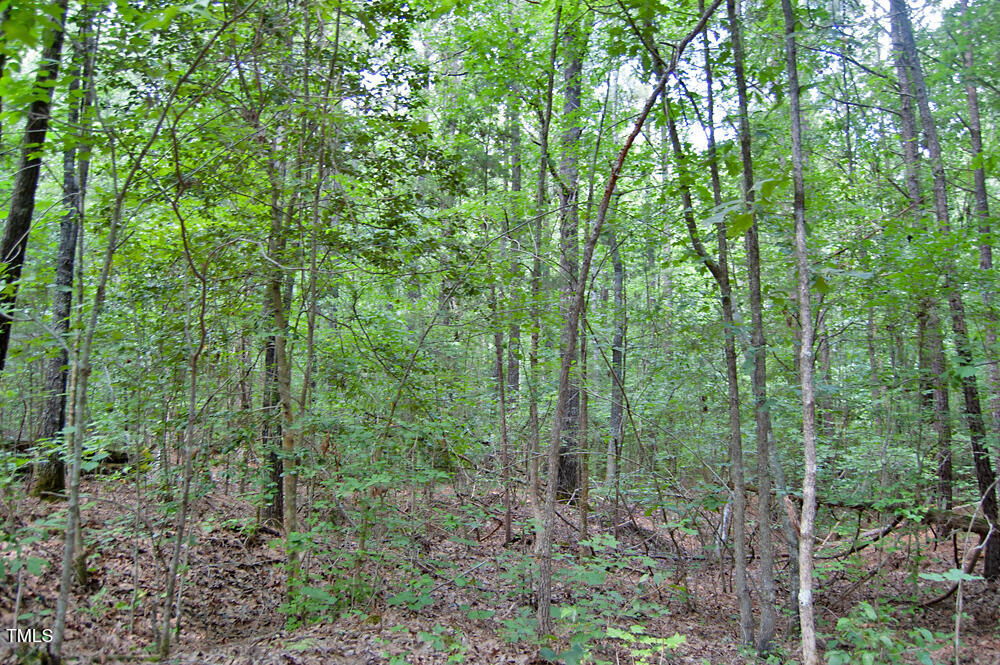 0 Buckhorn Road Bullock, NC 27507 - Photo 61 of 61 a view of a forest that has large trees