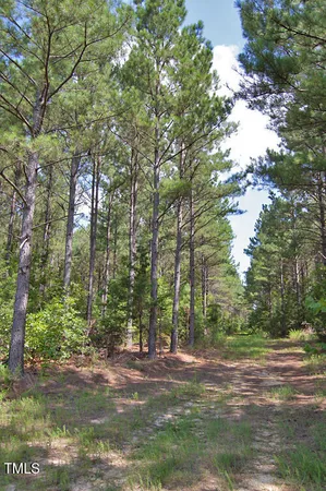 a view of a bunch of trees and bushes